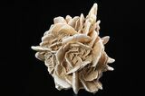 Selenite Desert Rose on Stand - Chihuahua, Mexico #264528-1